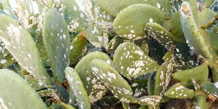 Tunisie : Des coccinelles mexicaines pour sauver les figues de Barbarie