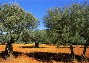 Une Kalachnikov et des munitions retrouvées dans une oliveraie à Zarzis