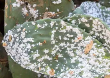 Lutte contre la cochenille de cactus :  Des coccinelles à la rescousse