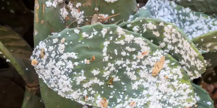 Lutte contre la cochenille de cactus :  Des coccinelles à la rescousse