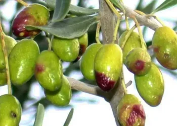 L'or vert en danger : La Tunisie en guerre contre la mouche de l'olive
