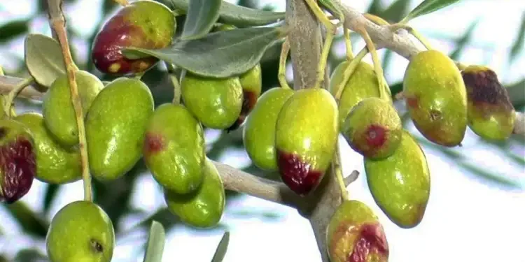 L'or vert en danger : La Tunisie en guerre contre la mouche de l'olive