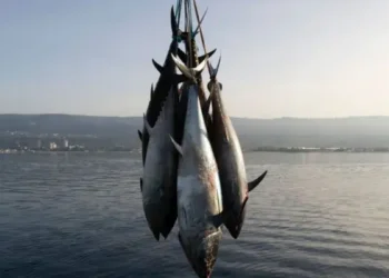Le thon rouge : Premier produit d'exportation de la Tunisie vers le Japon