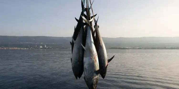 Le thon rouge : Premier produit d'exportation de la Tunisie vers le Japon
