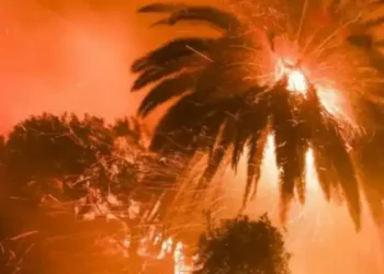 Tunisie : Un incendie ravage 600 palmiers à Tozeur