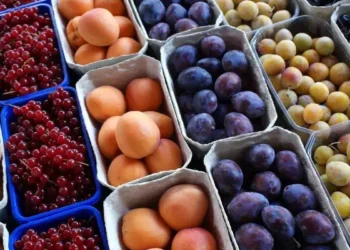 Tunisie : Les exportations de fruits en régression de 22,1%