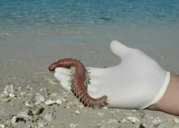 Ils prolifèrent en Sicile : Faut-il craindre les vers de feu sur les côtes tunisiennes ?