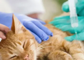 Sousse : Un chat enragé provoque la mort d’un jeune bachelier