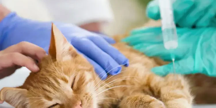 Sousse : Un chat enragé provoque la mort d’un jeune bachelier