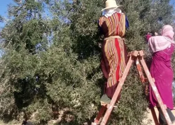 L'Italie, gourmande d'or vert tunisien