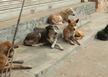 Tunisie : Le doyen des vétérinaires pour l’abattage des chiens "dans les cas extrêmes"