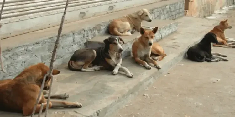 Tunisie : Le doyen des vétérinaires pour l’abattage des chiens "dans les cas extrêmes"