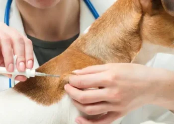 Tunisie : Lancement de la campagne nationale de vaccination contre la rage le 1er septembre