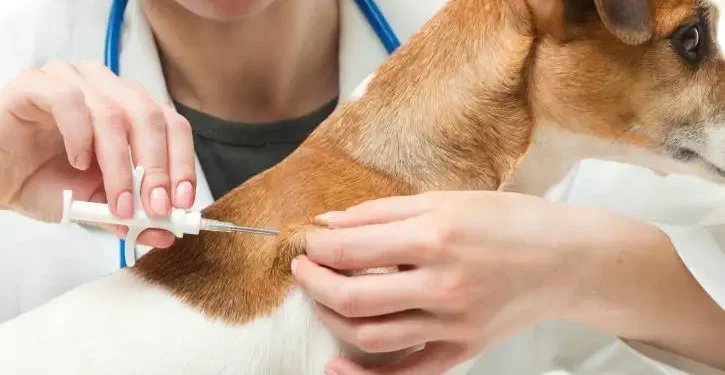 Tunisie : Lancement de la campagne nationale de vaccination contre la rage le 1er septembre