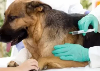 Tunisie - lutte contre la rage : 308 infections animales détectées cet été
