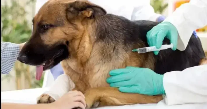 Tunisie - lutte contre la rage : 308 infections animales détectées cet été