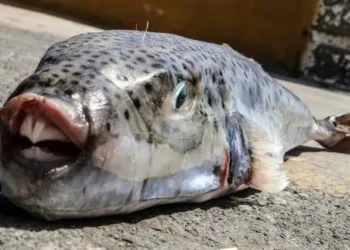 Tunisie : Attention à la consommation du poisson-lapin toxique