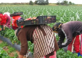 Tunisie - JORT  : Publication d'un décret sur la protection sociale des agricultrices