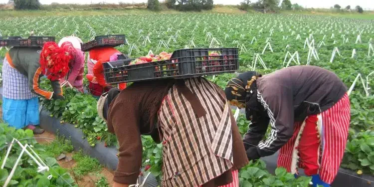 Tunisie - JORT  : Publication d'un décret sur la protection sociale des agricultrices