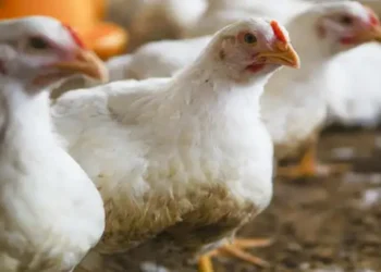 Tunisie : Fixation, dès demain, des prix du poulet de chair vif