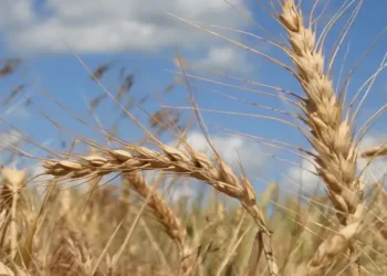 A cause du Sahara occidental, l'Algérie boycotte le blé français