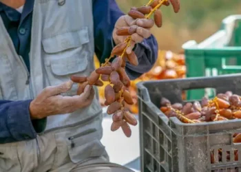Soutien américain de 76,5 millions de dinars pour les dattes tunisiennes