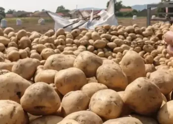 Tunisie : Les pommes de terre avariées renvoyées, finalement, en Turquie