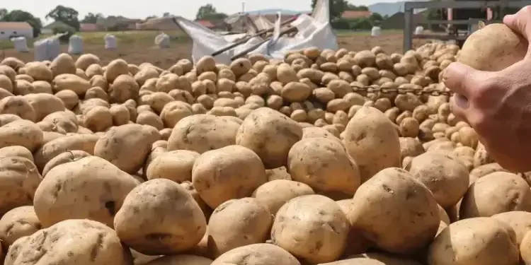 Tunisie : Les pommes de terre avariées renvoyées, finalement, en Turquie