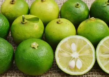 Tunisie - Japon : Faut-il investir sur le citron de Sudochi ?