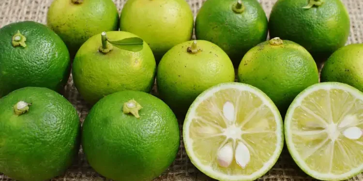 Tunisie - Japon : Faut-il investir sur le citron de Sudochi ?