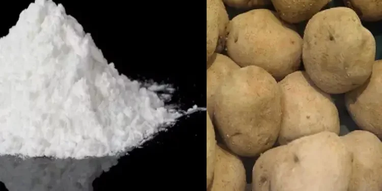 Pommes de terre et cocaïne : un cocktail explosif qui fait la une des saisies tunisiennes