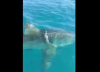 Sfax : un requin blanc filmé, panique sur les réseaux sociaux