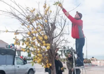 Jaune Citron : Les natures vives de Hamza Ayari
