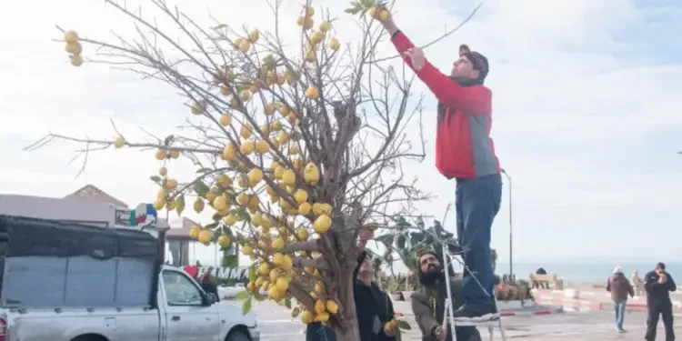 Jaune Citron : Les natures vives de Hamza Ayari