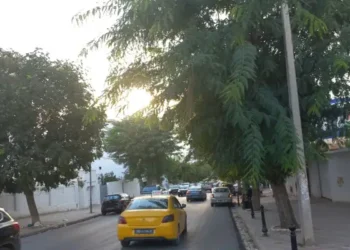 Arbres à lanternes : Les savonniers exotiques des rues de Tunis