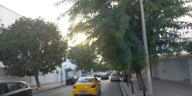 Arbres à lanternes : Les savonniers exotiques des rues de Tunis