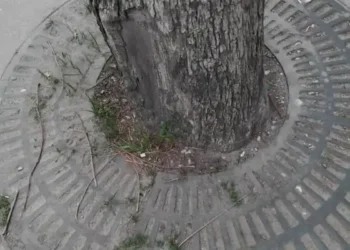 Tunisie : La mort lente et programmée des jacarandas de l'avenue de Paris
