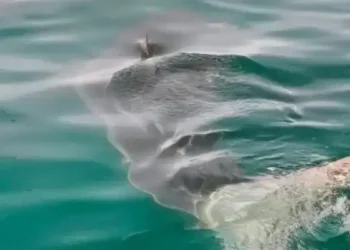 Tunisie : Un grand requin blanc observé au large de Gammarth