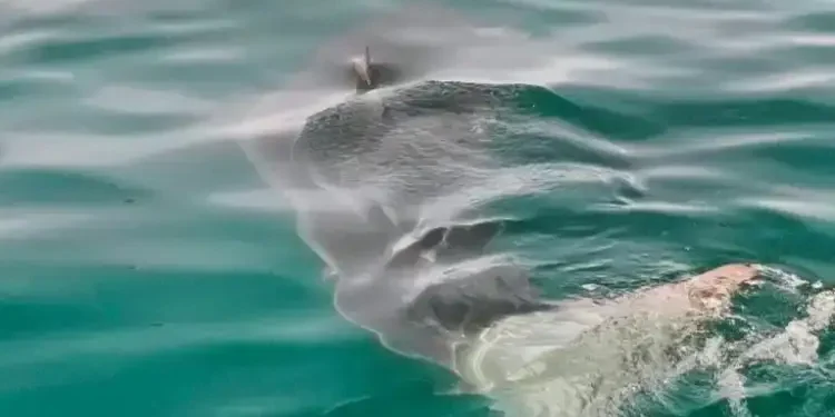Tunisie : Un grand requin blanc observé au large de Gammarth