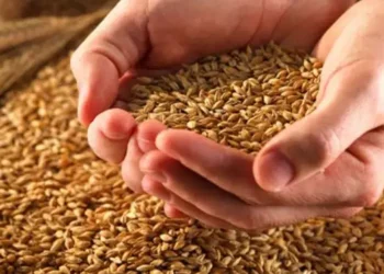 Tunisie : Un plan d’action pour optimiser la collecte des céréales en 2025