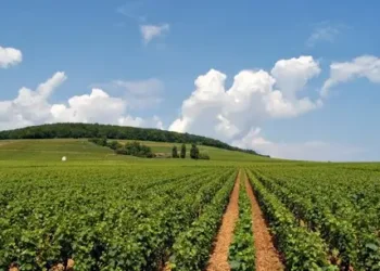 Tunisie : Les investissements agricoles privés ont atteint 444,6 MD en 2024