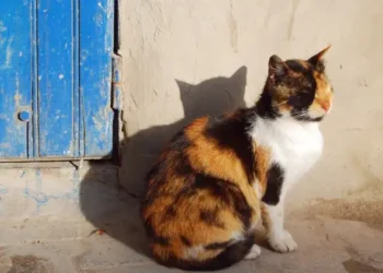 Les chats aussi ont traversé la Méditerranée : Une origine tunisienne confirmée