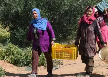 Tunisie : 92 % des travailleuses agricoles sans couverture sociale