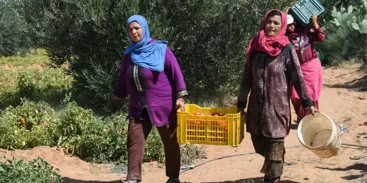 Tunisie : 92 % des travailleuses agricoles sans couverture sociale