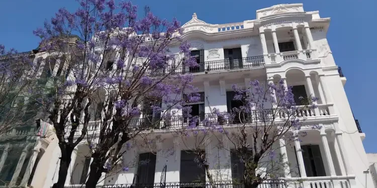 Tunisie - Snapshot : Sur les avenues aux jacarandas en fleurs