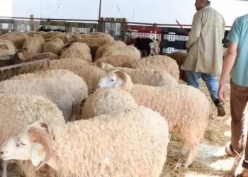 Tunisie - Aïd Al Idha : Le prix du mouton de sacrifice fixé à 21,9 dinars le kilo