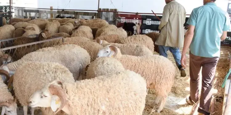 Tunisie - Aïd Al Idha : Le prix du mouton de sacrifice fixé à 21,9 dinars le kilo