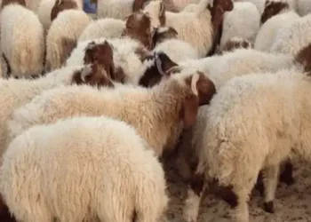 Tunisie : À l’approche de l’Aïd, le prix du mouton continue de susciter l’indignation