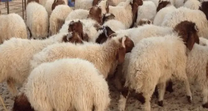 Tunisie : À l’approche de l’Aïd, le prix du mouton continue de susciter l’indignation