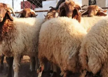 Tunisie - Prix des moutons de l’Aïd : Les bouchers et les agriculteurs en profond désaccord